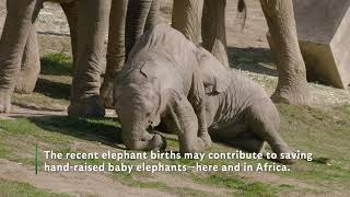 Elephant Milk Study by San Diego Zoo Safari Park 2,717 views 2 years ago 1 minute, 1 second