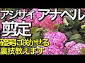 アジサイ（ピンクアナベル紫陽花）の剪定の仕方（夏期）と挿し木の方法～来年花を確実に咲かせる方法～アジサイの花が終わったあとの手入れ方法（鉢植えアジサイ）