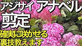 アジサイ 紫陽花 の剪定 夏期 アジサイが咲かない本当の理由と来年花を確実に咲かせる方法 アジサイの花が終わったあとの手入れ方法 鉢植えアジサイ Youtube