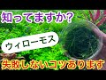 【なっ得情報!!】失敗しないウィローモスの植え方・育て方