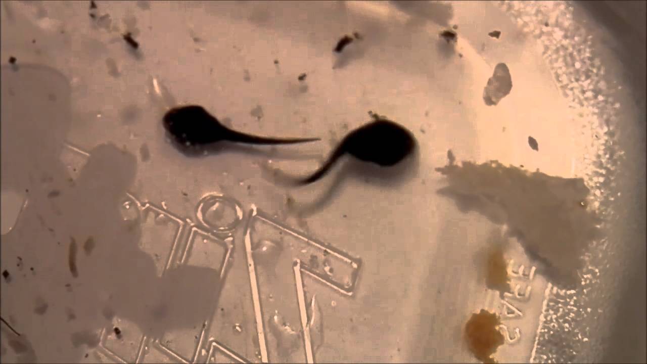 Pet Tadpole Eating Bread YouTube