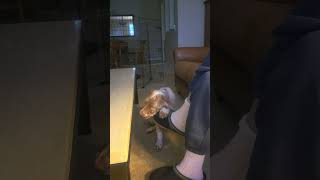 English Setter puppy Tulip GameDay table manners.