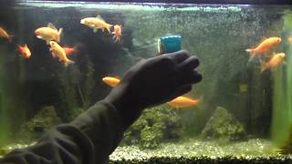 金魚水槽 前面ガラス お掃除 Gex マグネットクリーナー Youtube