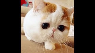 Funny Cats Crazy Animal Videos Compilation December 2017 ► Animals