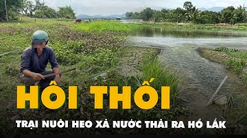 Trại nuôi heo xả nước thải hôi thối ra danh thắng quốc gia hồ Lắk