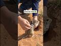 POV: Inside a Jerboa Colony — Real Micro-Camera Exploration of Subterranean Life #timelapse