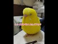 一向にピントが合わないトリ