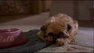 Dog from 'As Good as It Gets'