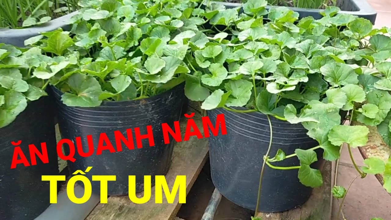 |117| Hướng dẫn trồng rau má trong chậu tốt um | Hoàng Châu TV