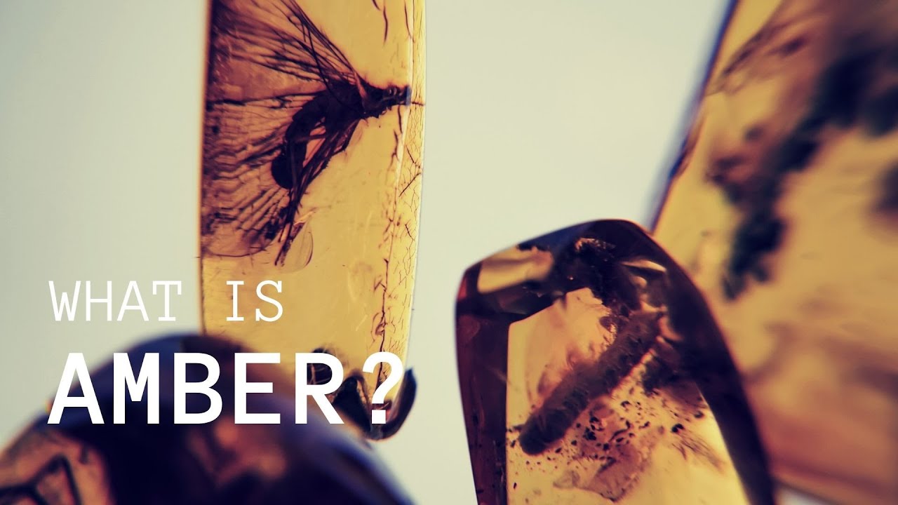 What are Amber Inclusions? (A Quick Introduction) - YouTube