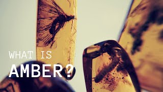What are Amber Inclusions? (A Quick Introduction)