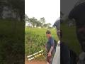 Quase Apanhei 🤠🤣🤣 Novidade - Vida REAL de Um Casal Rural 🤣🤣 #shorts #casalcomédia #casal #humorviral