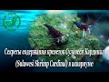 Секреты содержания креветок Сулавеси Кардинал (Sulawesi Shrimp Cardinal) в аквариуме