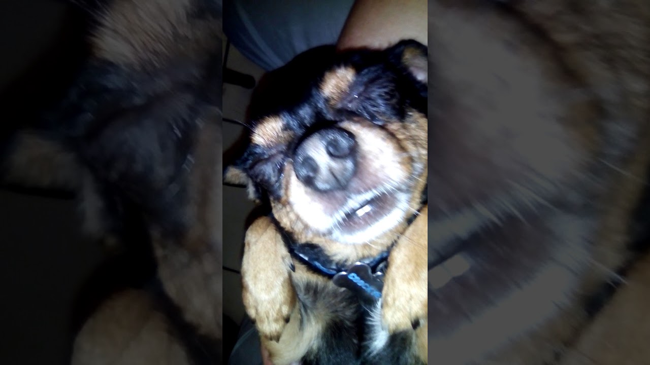Cuando tu perro se cree bebe practicus kabbalah