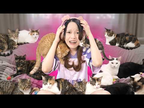 7 Days With A Cat...