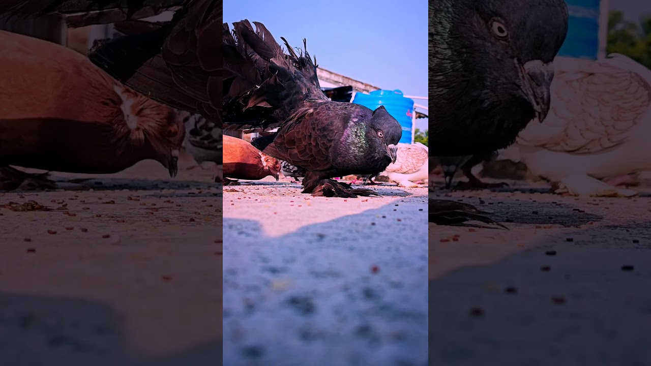 👑This is the king of the storm🕊️