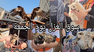 سوق الغزل يوم الجمعة انواع الحيوانات والطيور مخلوقات اول مره تشوفوها 2023/11/17