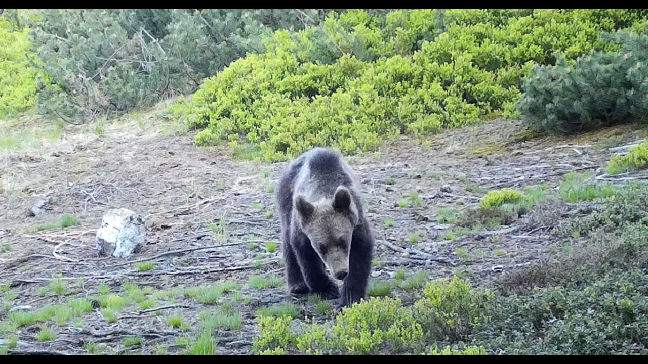 Jar 2023 - Volovské vrchy - Volovec Mountains - WILDLIFE OF VOLOVEC MOUNTAINS