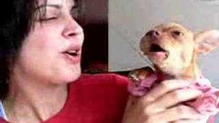 Singing Chihuahua