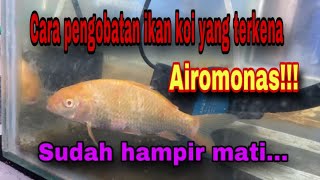 Cara ngobatin ikan koi yang terkena Airomonas ❗️❗️❗️