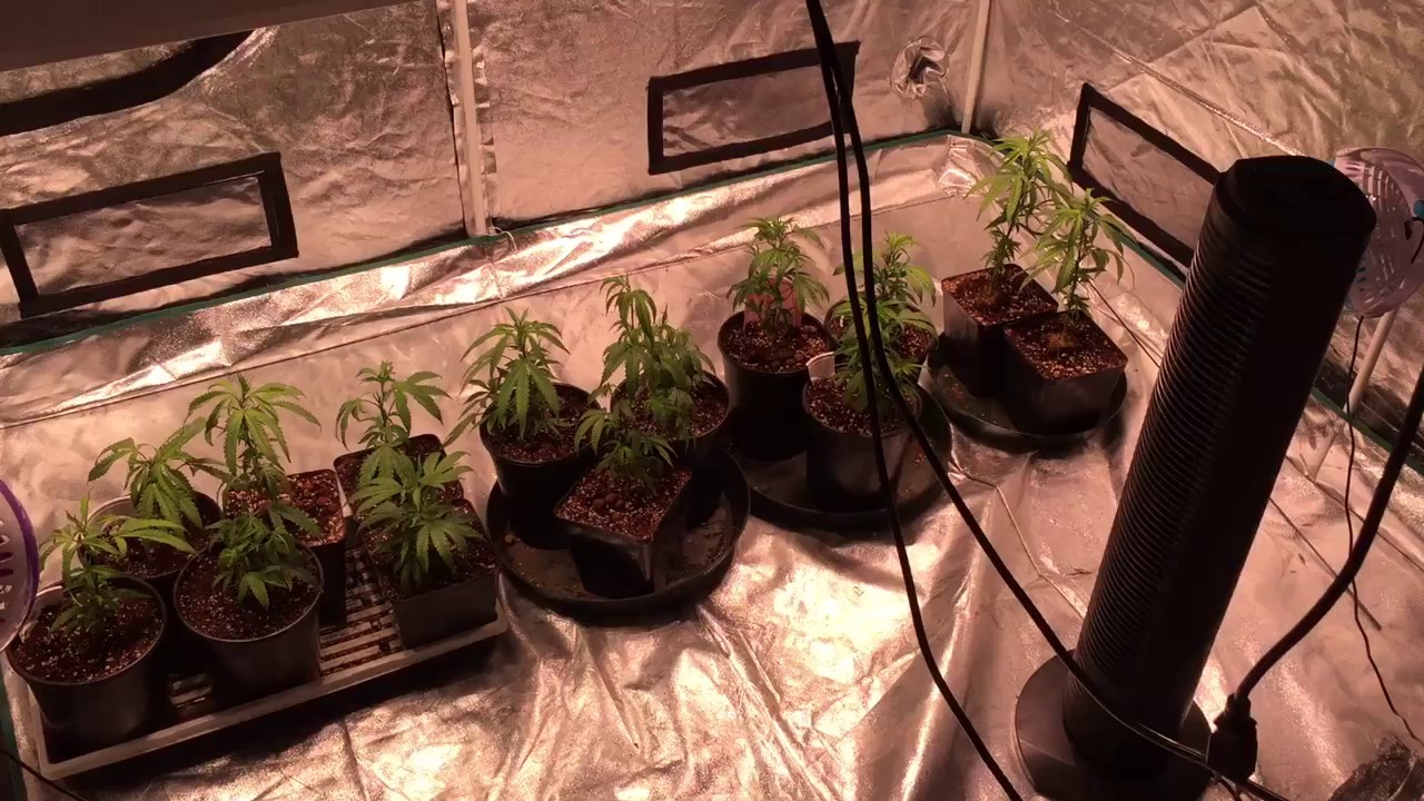 DarkHeart Clones Week 4 Pre-Flower 🌹 LEC 315w