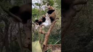 Lazy Panda #shorts