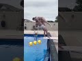 شاهد احلى حضن في حمام السباحة Shorts Short Shortvideo 