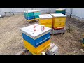 Весенняя обработка пчел от клеща, испаритель для щавеливой кислоты