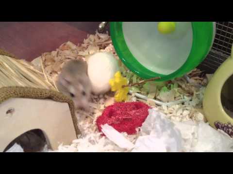 Wie Sie Ihre Eltern überzeugen Sie einen Hamster Let 's Get