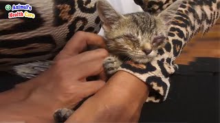 I thought I would be blind forever! Poor Kitten Sadly Got a Tearful End