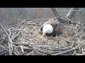 Hanover eagles live cam  ontap   free live cams from around the world  mozilla firefox 2024 04 0