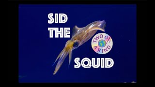 Two of a Kind: Sid the Squid