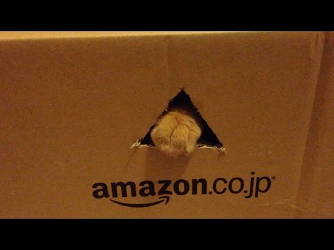 茶トラ猫「ひろし」Amazonから届いた…わけではありません！ Tabby Cat Hiroshi and New Box