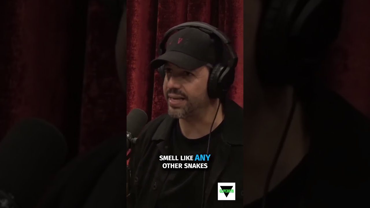 Jaw Dropping Encounter Unleashing The Aggressive Nature Of King Cobras Davidblane Joerogan Snake