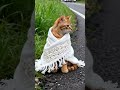 The poor kitten was abandoned, and humans helped it.#catlife #cat