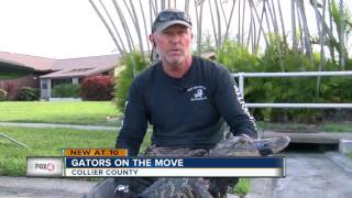 Gator trappers busy this time of year