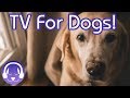 Dog TV: TV to Calm My Dog in the House! Relax Your Dog TV &amp; Music!