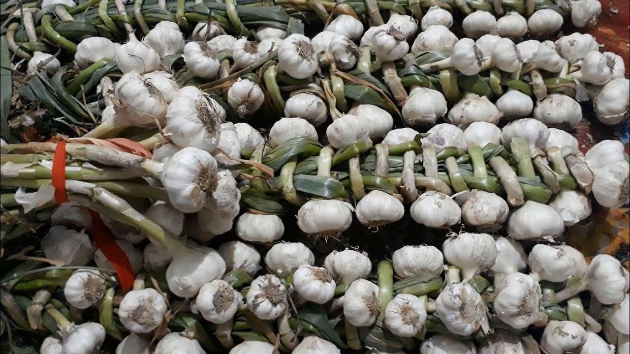 طريقه تخزين الثوم الاخضر من السنه للسنه /How to store green garlic for a full year - YouTube
