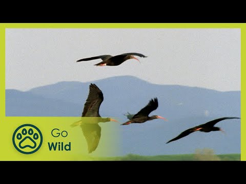 The Flight of the Bald Ibis - Go Wild