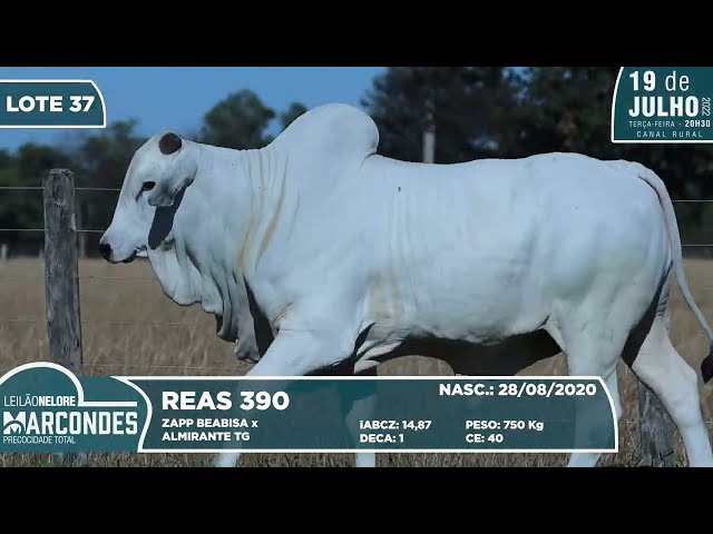 LOTE 37   REAS 390