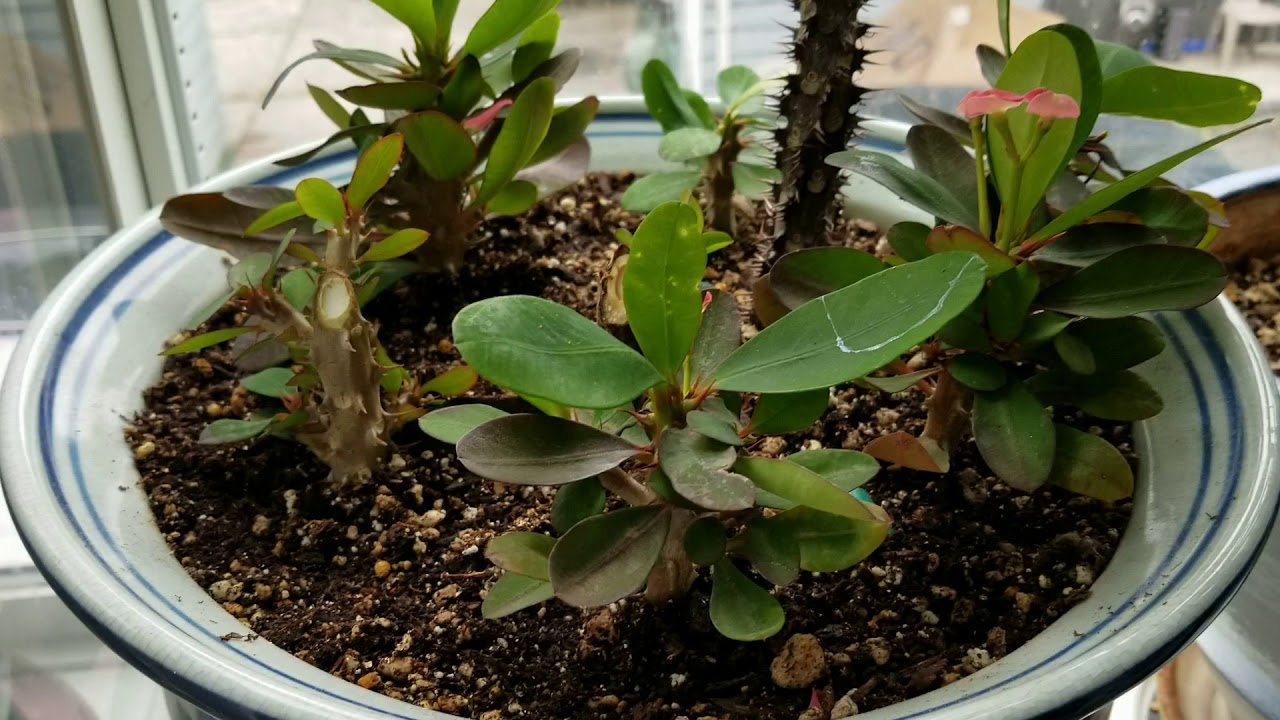Crown of thorns plants/Euphorbia milli house plants