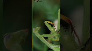5 FAKTA BELALANG SEMBAH ATAU MANTIS