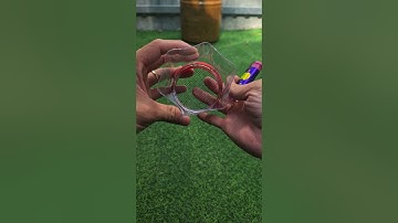 Lồng Đẻ Cá 7 Màu #Skyguppy #Zeroshock