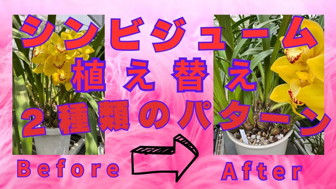 シンビジューム　植え替え　新芽の出る季節　２種類のパターン　バークから軽石などミックス材