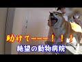 注射なんて怖くないもん！柴犬は絶望の動物病院を克服できるのか！？