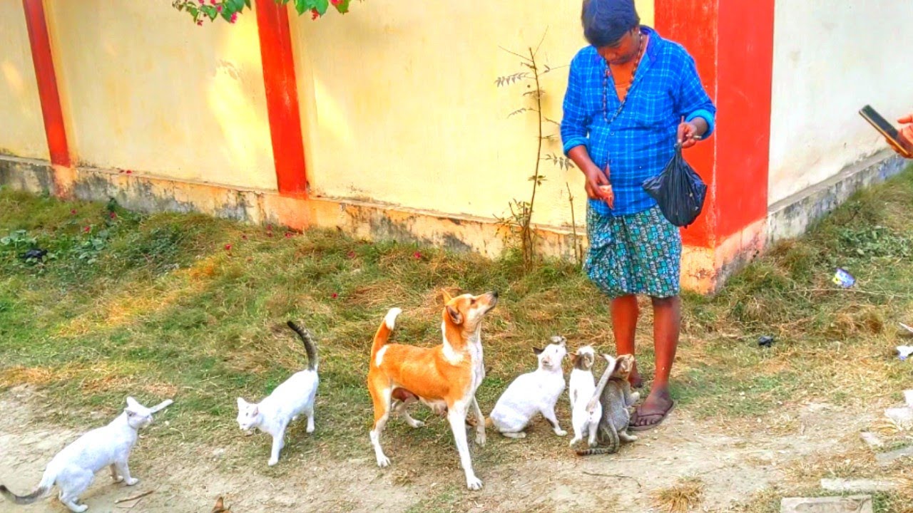the-rescued-kitten-wants-to-be-friends-with-the-big-cat-dog-dog-and