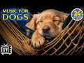 24 Hours of Calming Music for Dogs with Anxiety: Soothing Lullabies for Anxious and Stressed Dogs!