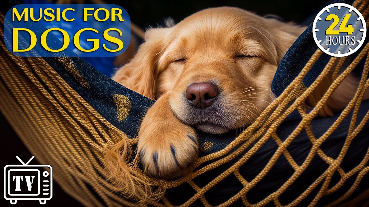 ⁣24 Hours of Calming Music for Dogs with Anxiety: Soothing Lullabies for Anxious and Stressed Dogs!