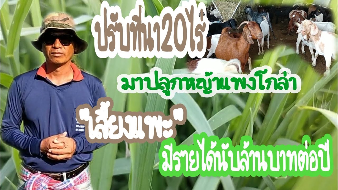 ปลูกหญ้าแพงโกล่า เลี้ยงแพะมีรายได้นับล้านต่อปี #ขุนเดชฟาร์ม