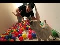 BALLS AND PUPPIES!!!